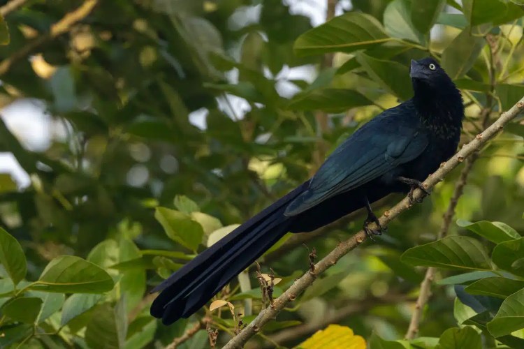 Male chaffinch perched on a weathered wooden post, displaying vibrant orange plumage and distinctive markings.