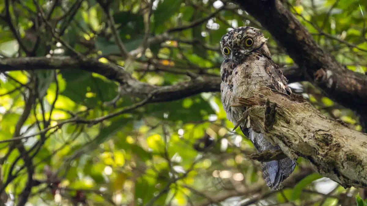 Potoo bird perched on a branch along Birding Pipeline Road, Panama