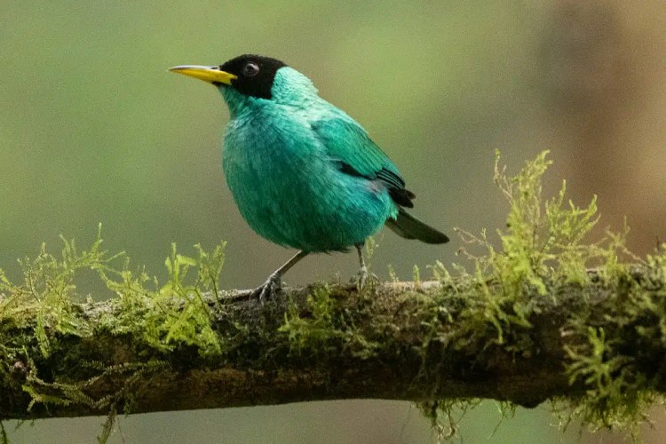 Green Honeycreeper bird perched on mossy branch in Costa Rica.