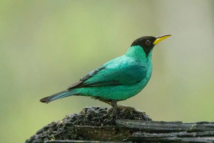 Green honeycreeper bird with black head, perched in Costa Rica.