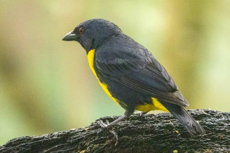 Yellow-throated Euphonia perched on a branch in North East Costa Rica.