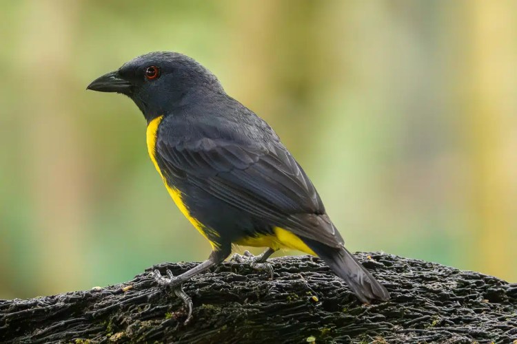 Yellow-throated Euphonia perched on a branch. Bird photography in Costa Rica.
