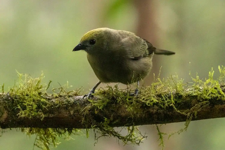 Olive tanager perched on a mossy branch in North East Costa Rica.