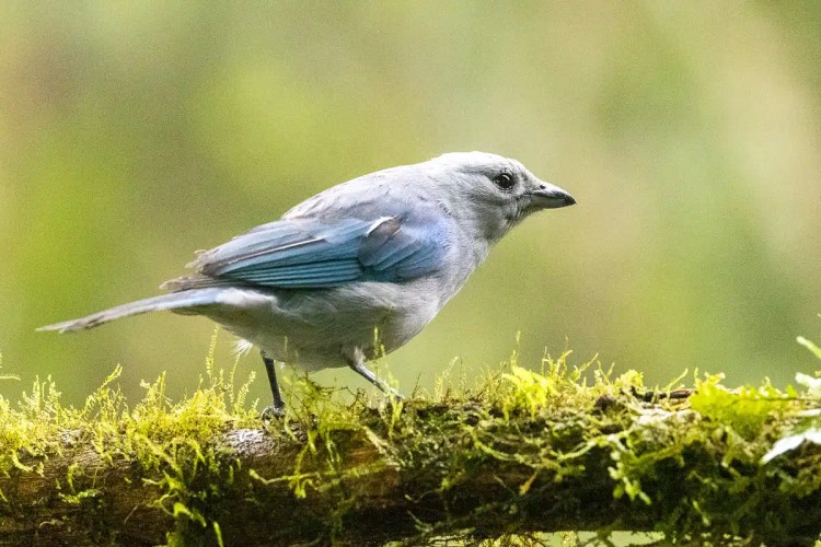 Grayish-blue bird perched on mossy branch in North East Costa Rica.