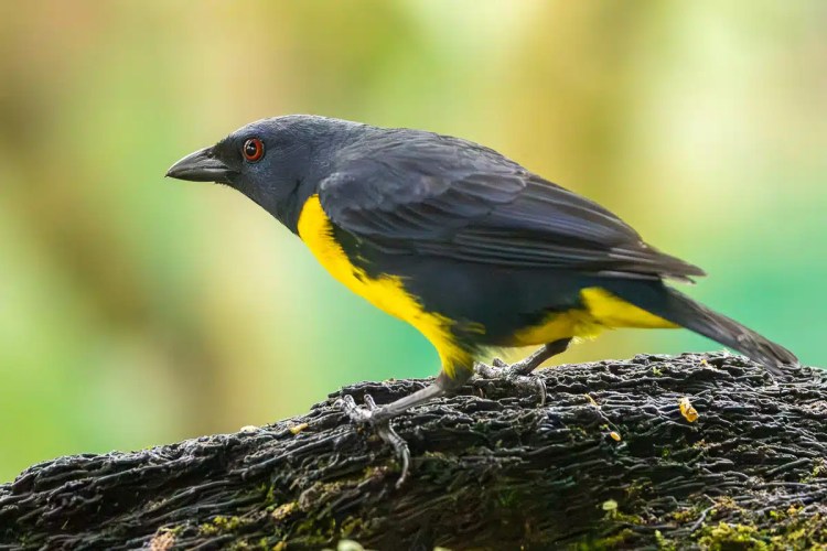 Yellow-rumped tanager perched on a mossy branch. North East Costa Rica bird photography.