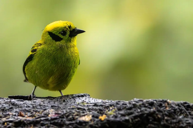Green-crowned Brilliant perched on a branch, North East Costa Rica