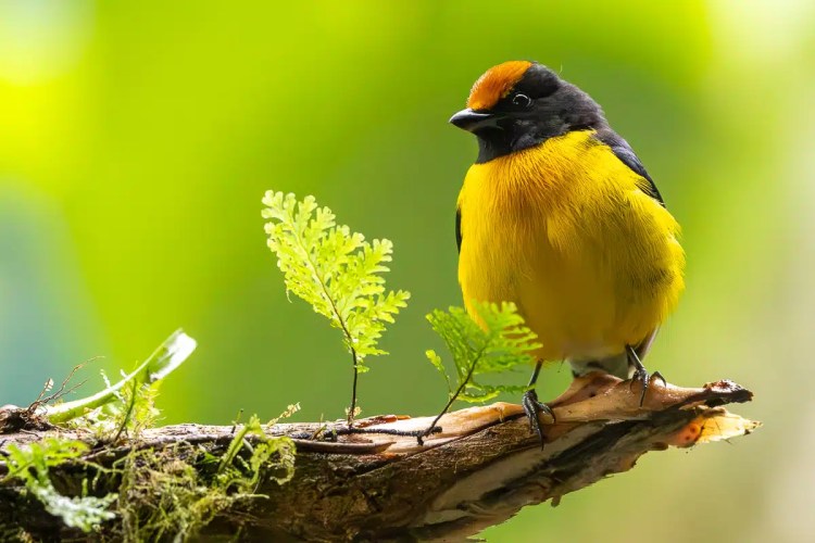 Golden-browed Chlorophonia perched on a branch in Costa Rica. Photography Feeders of North East Costa Rica.