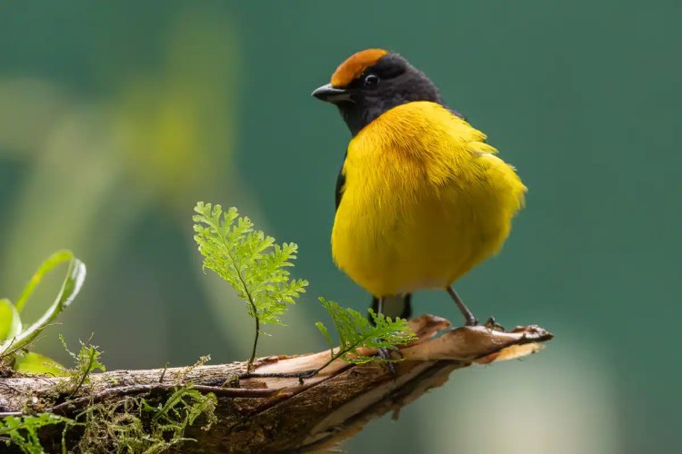 Golden-hooded Tanager perched on a branch in Costa Rica.