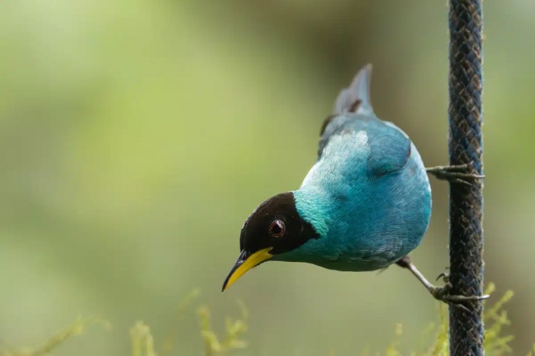 Turquoise tanager bird perched on a feeder in North East Costa Rica.