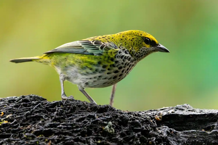 Speckled tanager perched on a dark branch in North East Costa Rica.