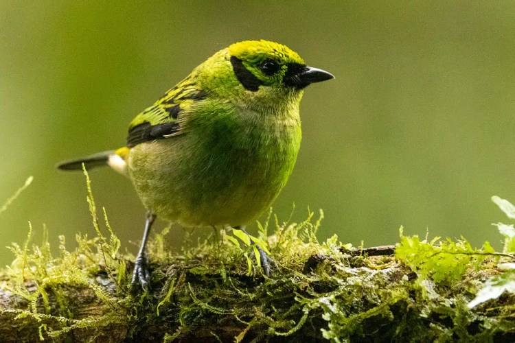 Green honeycreeper perched on a mossy branch in North East Costa Rica.