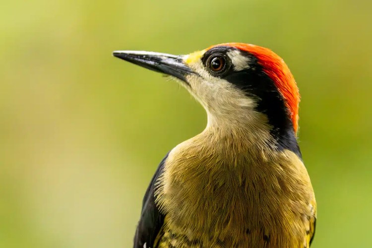 Chestnut-colored woodpecker with black and yellow feathers, North East Costa Rica.