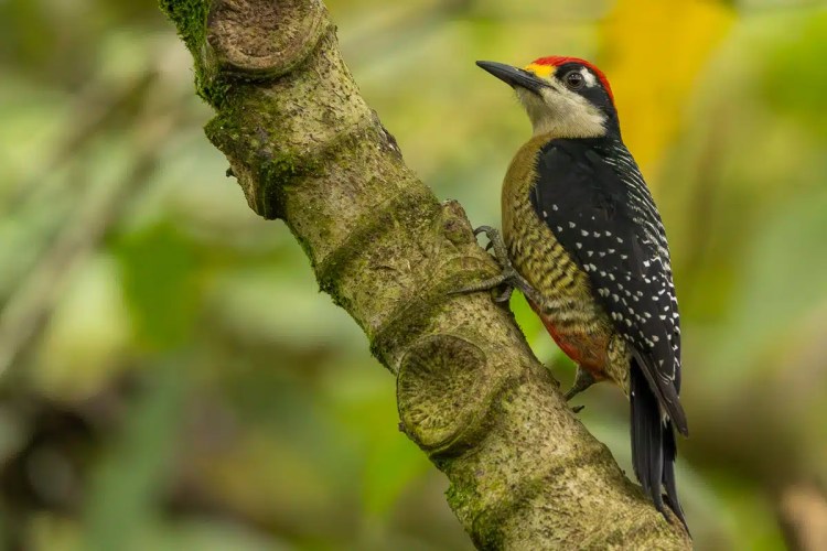Hoffmann's Woodpecker clinging to a mossy tree branch in North East Costa Rica.