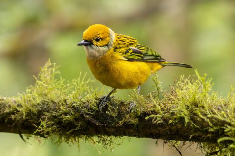 Golden-hooded Tanager perched on a mossy branch in Costa Rica.