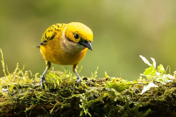 Golden-hooded tanager perched on mossy branch in Costa Rica.