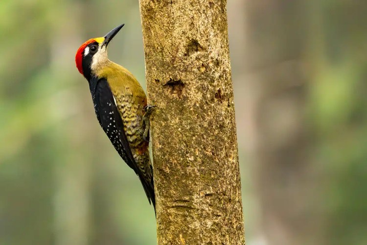 Black-cheeked Woodpecker clinging to a tree trunk in North East Costa Rica.