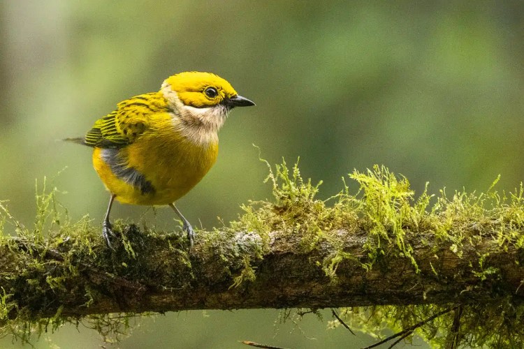 Golden-browed Chlorophonia perched on a mossy branch in Costa Rica.