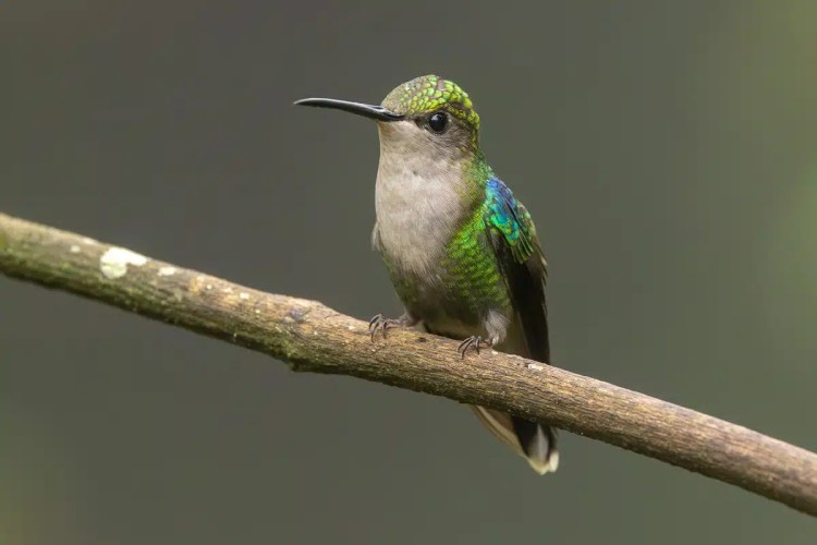 Hummingbird perched on a branch in North East Costa Rica, with green and blue iridescent feathers.