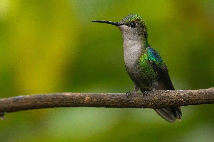 Hummingbird perched on a branch in North East Costa Rica