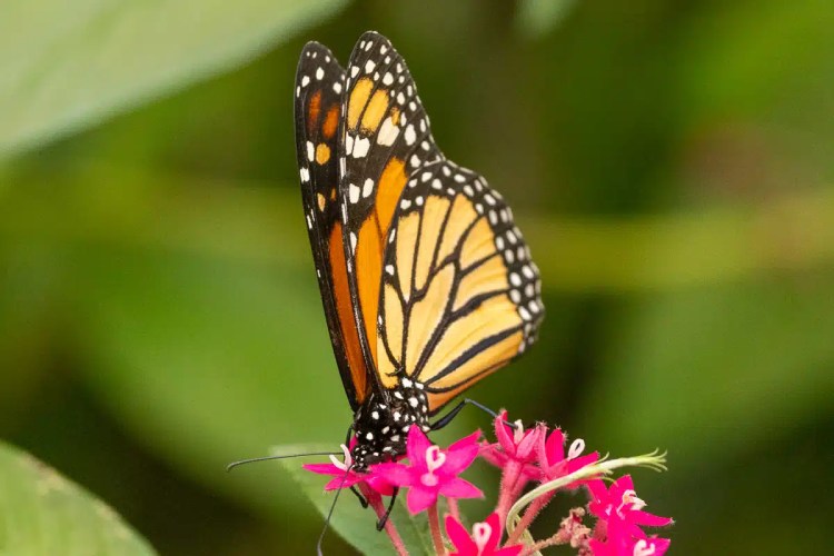 Monarch butterfly feeding on vibrant pink flowers in North East Costa Rica.