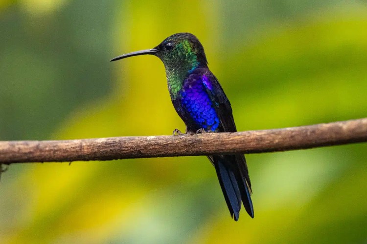 Violet Sabrewing hummingbird perched on a branch in North East Costa Rica.