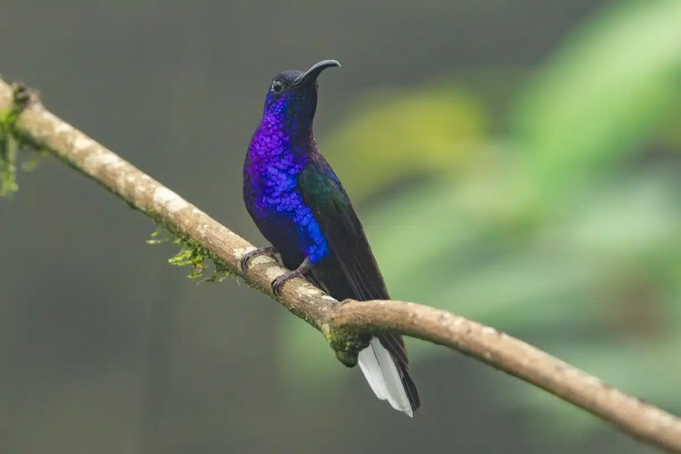 Violet Sabrewing hummingbird perched on a branch in Costa Rica.