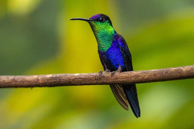 Violet Sabrewing hummingbird perched on a branch in Costa Rica.