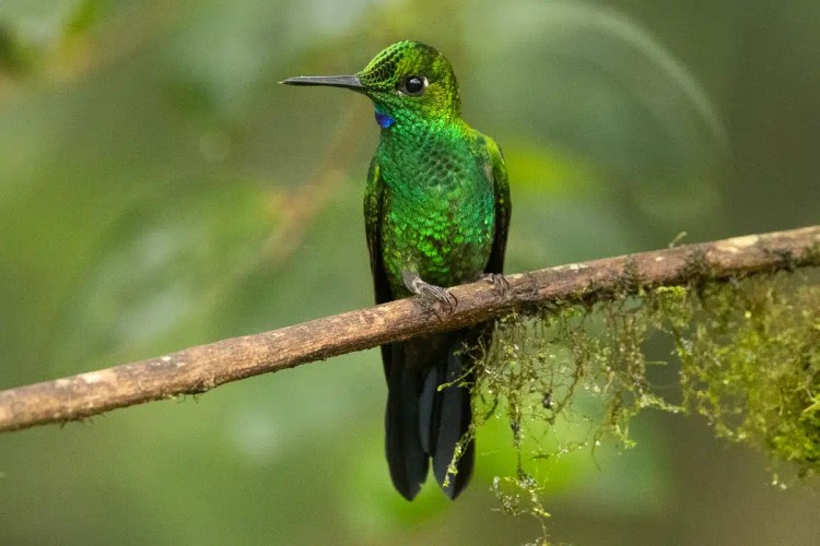 Green-crowned Brilliant hummingbird perched on a mossy branch in Costa Rica.