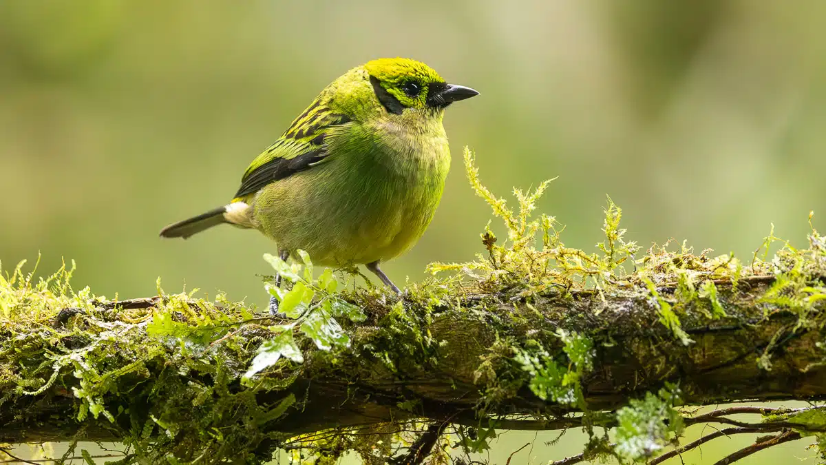 Green-crowned Brilliant bird perched on a mossy branch in Costa Rica.