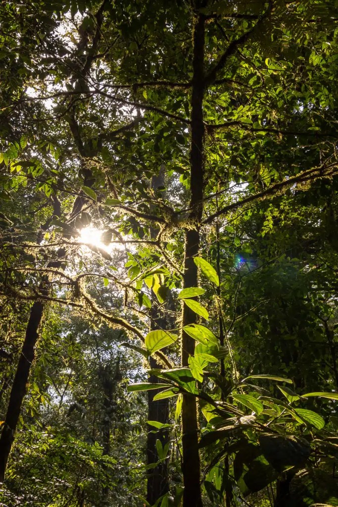 Solitary sandpiper, a small brown bird with white underparts, foraging on grassy ground.