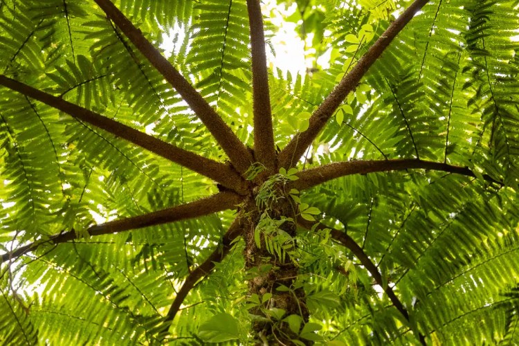Solitary sandpiper, a small brown bird with white underparts, foraging on grassy ground.