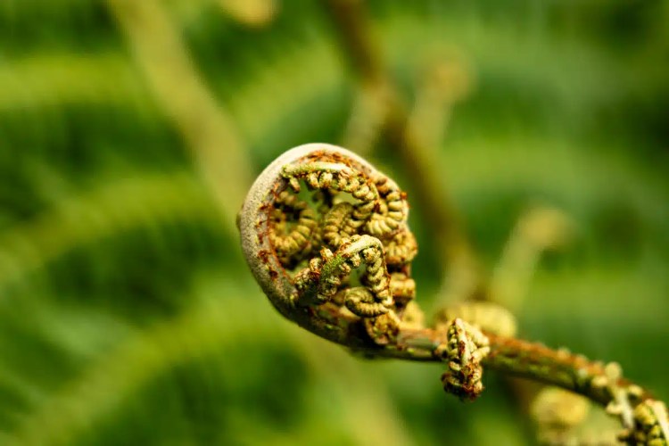 Solitary sandpiper, a small brown bird with white underparts, foraging on grassy ground.