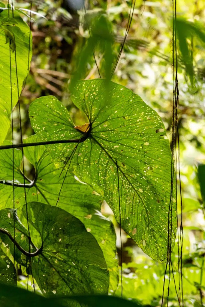 Solitary sandpiper, a small brown bird with white underparts, foraging on grassy ground.