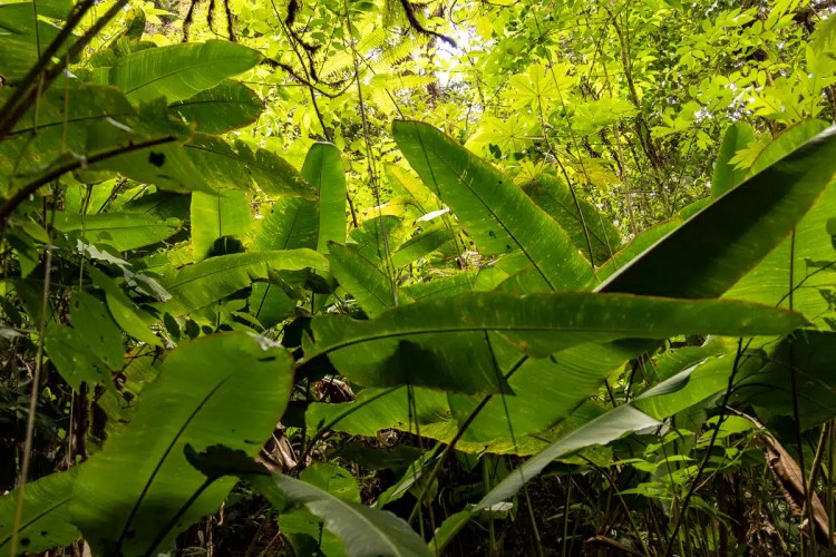 Solitary sandpiper, a small brown bird with white underparts, foraging on grassy ground.