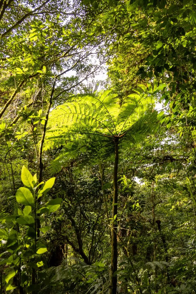 Red Grouse in Highland heather, camouflaged in brown vegetation. Highland birding in May.