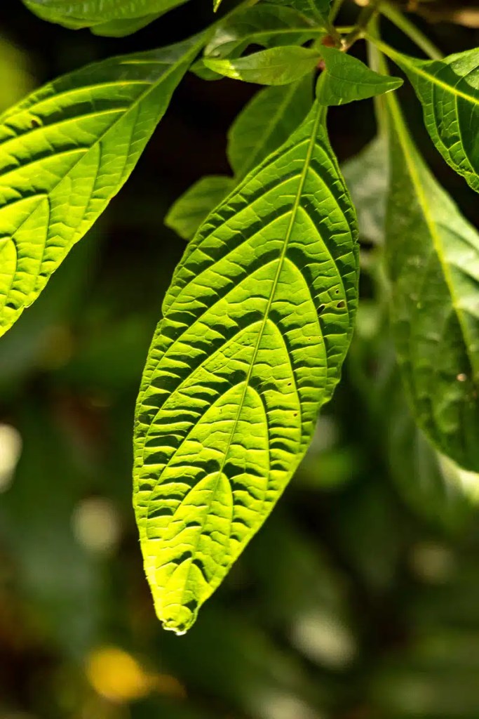 Red Grouse in Highland heather, camouflaged in brown vegetation. Highland birding in May.