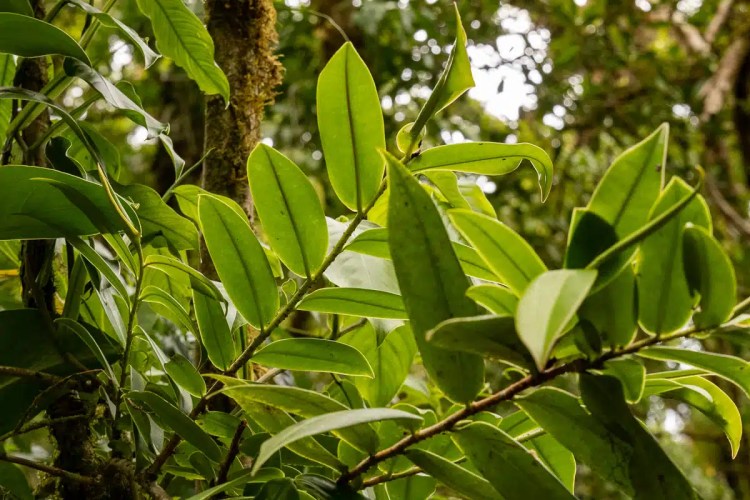 Red Grouse in Highland heather, camouflaged in brown vegetation. Highland birding in May.