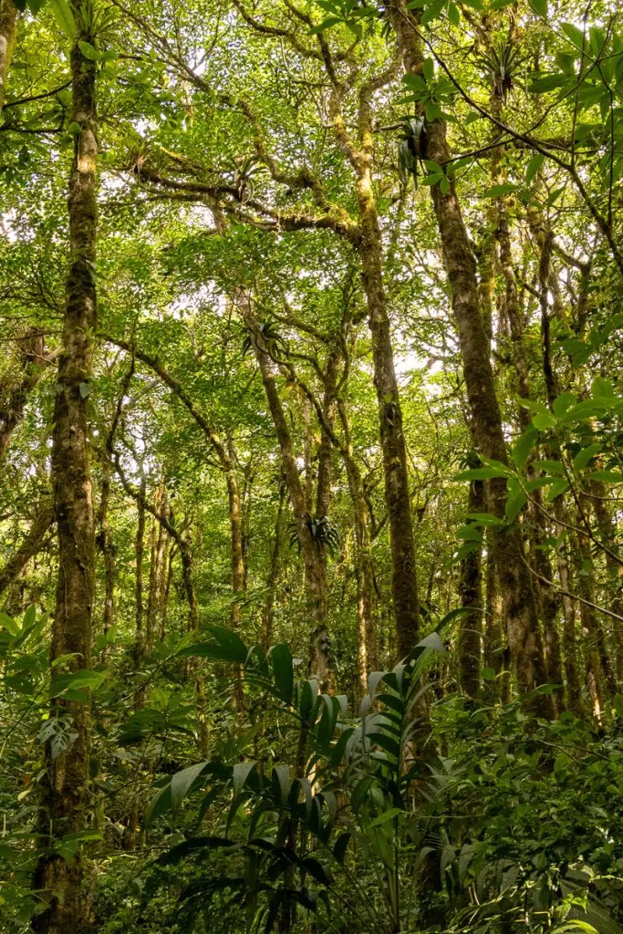 Red Grouse in Highland heather, camouflaged in brown vegetation. Highland birding in May.