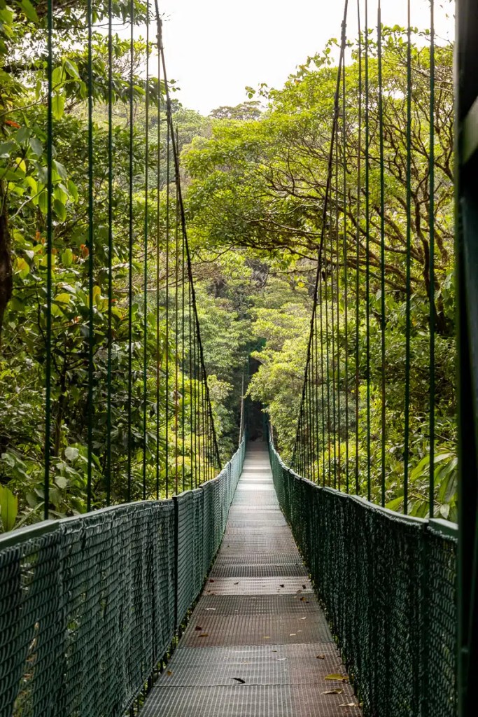 Red Grouse in Highland heather, camouflaged in brown vegetation. Highland birding in May.