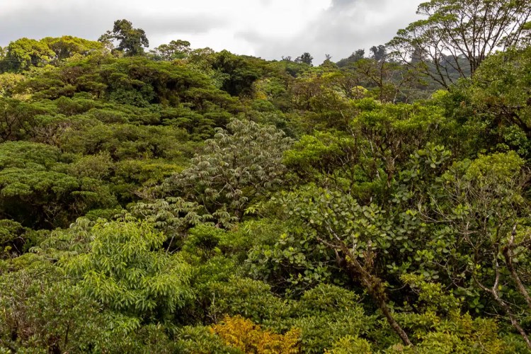 Red Grouse in Highland heather, camouflaged in brown vegetation. Highland birding in May.