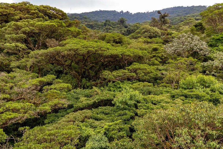 Red Grouse in Highland heather, camouflaged in brown vegetation. Highland birding in May.