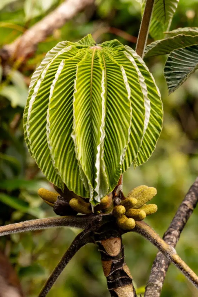 Cuckoo perched on a wire, a common sight during Highland birding in May.