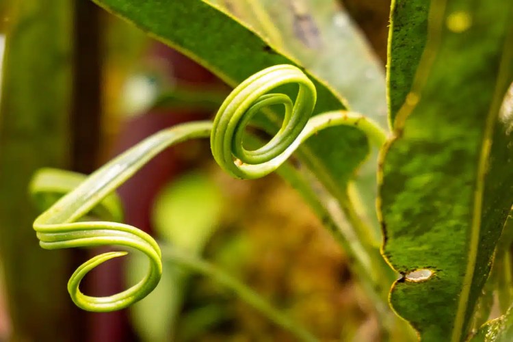Cuckoo perched on a wire, a common sight during Highland birding in May.