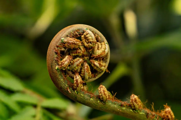 Cuckoo perched on a wire, a common sight during Highland birding in May.