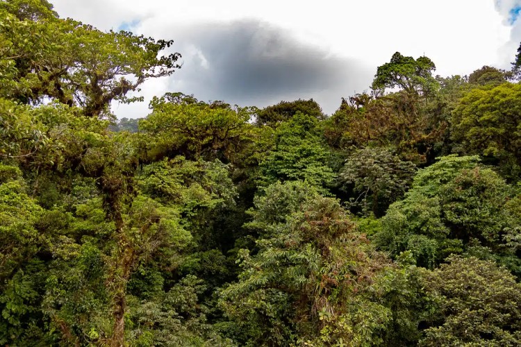 Cuckoo perched on a wire, a common sight during Highland birding in May.
