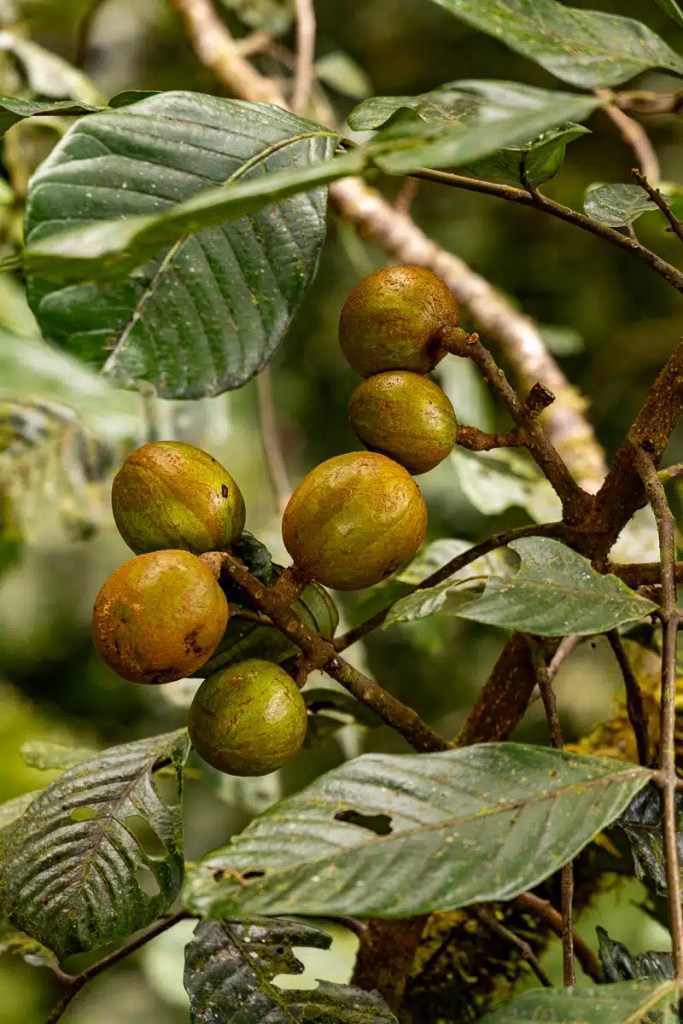 Cuckoo perched on a wire, a common sight during Highland birding in May.