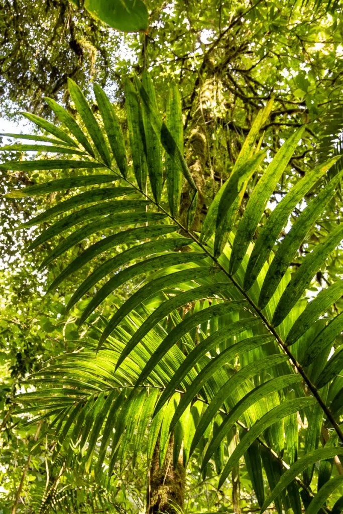 Cuckoo perched on a wire, a common sight during Highland birding in May.
