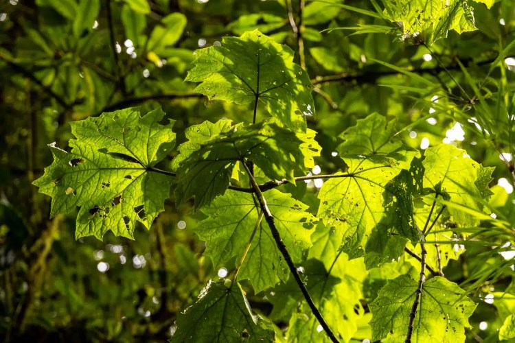 Cuckoo perched on a wire, a common sight during Highland birding in May.