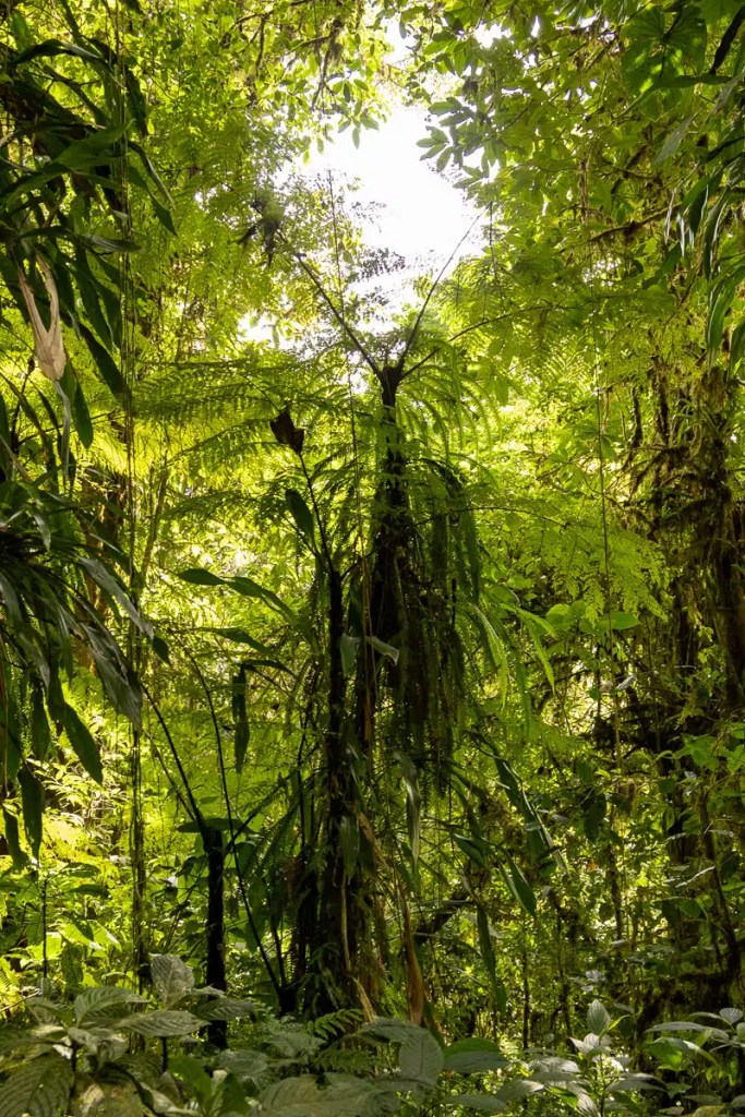 Cuckoo perched on a wire, a common sight during Highland birding in May.