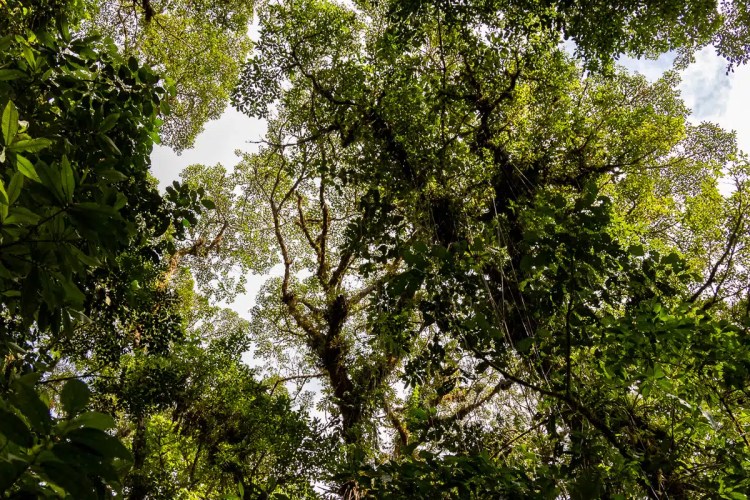 Cuckoo perched on a wire, a common sight during Highland birding in May.